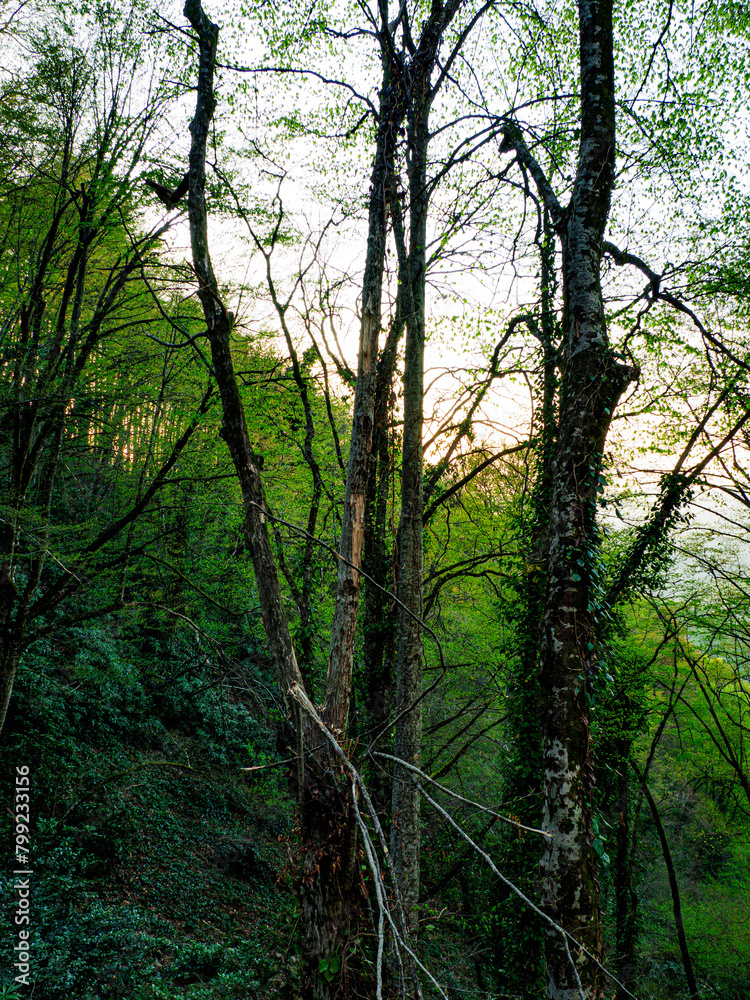 a beautifull day into forest a beautifull day into forest