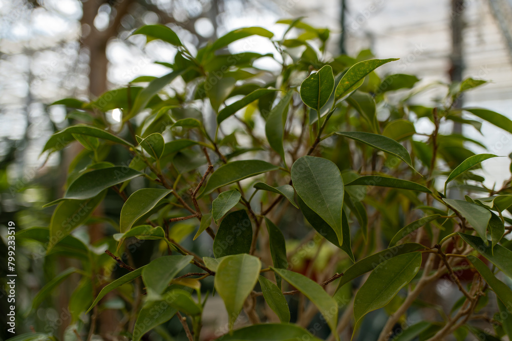 Closeup of a lush terrestrial plant with many green leaves Closeup of a lush terrestrial plant with many green leaves