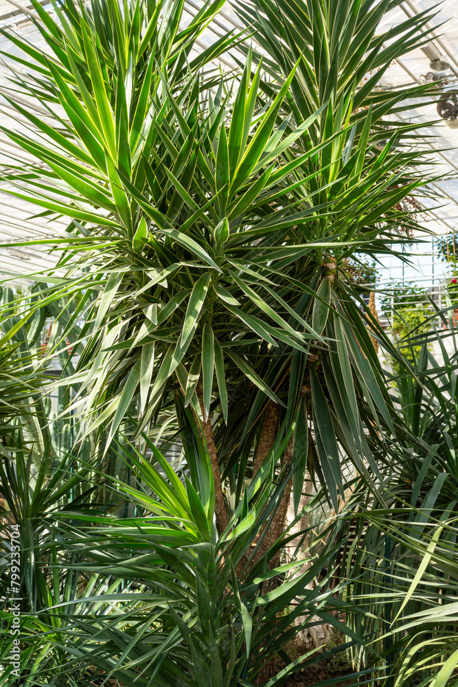 Closeup of a houseplant palm tree in a greenhouse Closeup of a houseplant palm tree in a greenhouse