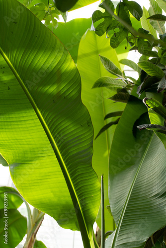 a close up of a banana leaf with a white background