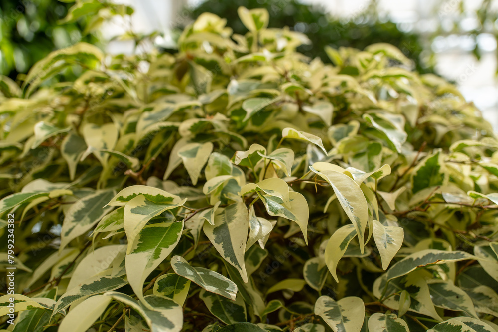 Closeup of a terrestrial plant with green and white leaves Closeup of a terrestrial plant with green and white leaves
