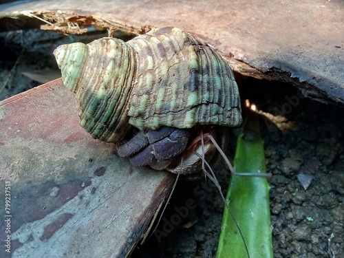 Wild animal hermit crab on a coconut leaf stem.