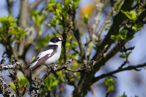 Ficedula albicollis male aka Collared Flycatcher perched on the cherry tree branch in his habitat.	