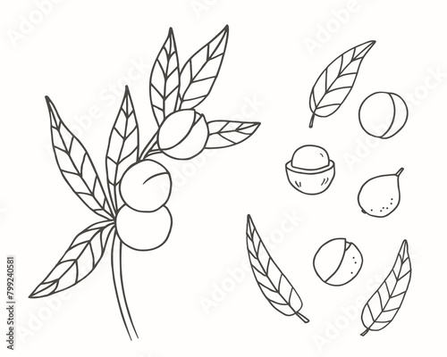 Macadamia nut sketch hand drawn fruit, branch, plant, leaves, vector illustration isolated background. Botanical line art graphic for print, label, logo, sign. Organic food ingredient, cosmetic, spa 