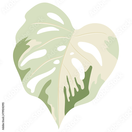 monstera leaf in two tone isolated on background