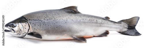 King Salmon: Isolated on White Background. Magnificent Chinook Fish in Clearwater with Distinctive