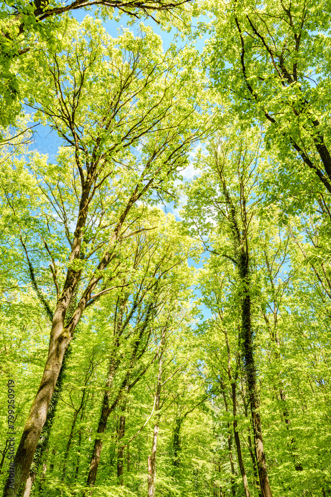 a view up into the trees direction sky - sustainability picture - stock photo - sunstar a view up into the trees direction sky - sustainability picture - stock photo - sunstar