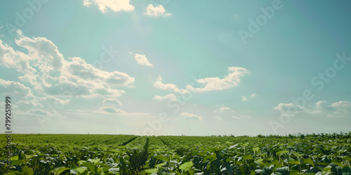 Ariel view of Potato plantation with cloud and blue sky. Potato Plantation from Above