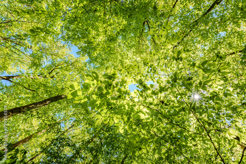 Fototapeta premium a view up into the trees direction sky - sustainability picture - stock photo - sunstar