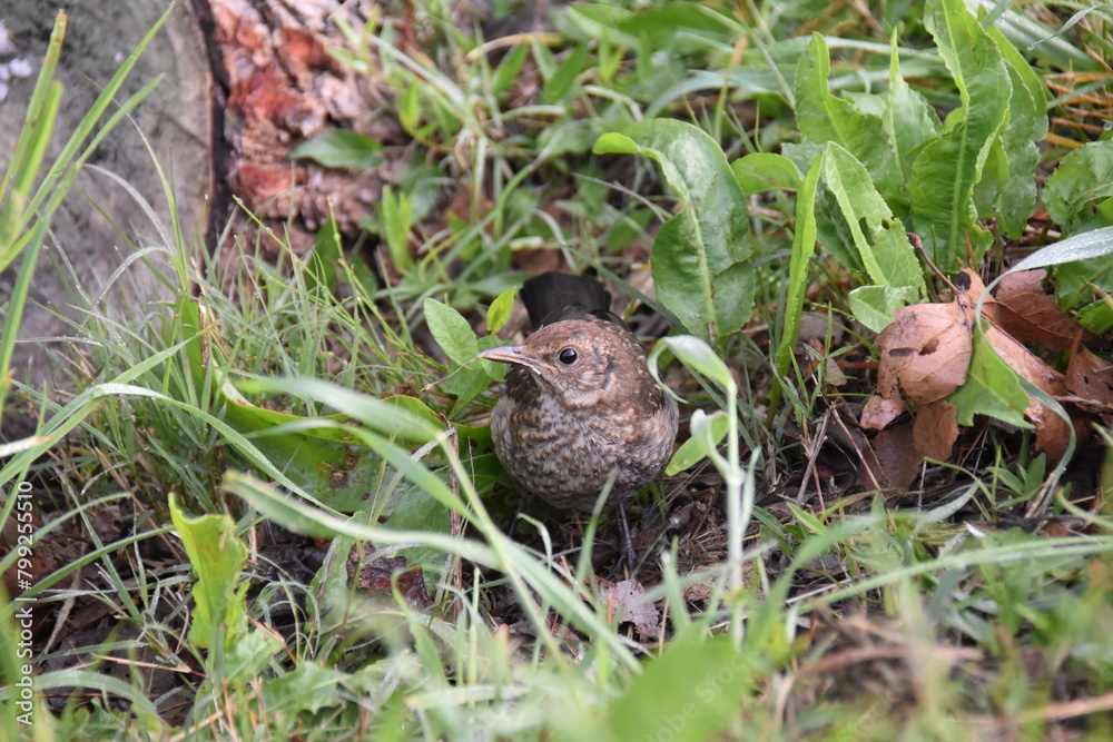 starling