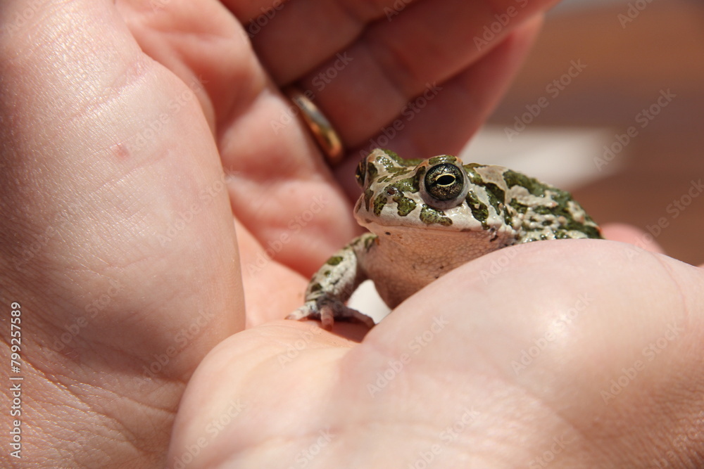 frog on a hand frog on a hand