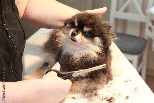 Grooming small fluffy dogs