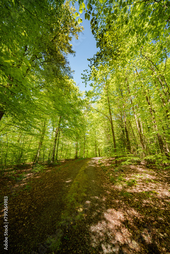 Sunshine filters through trees on woodland path  creating dappled shade - sustainability picture - stock photo - sunstar