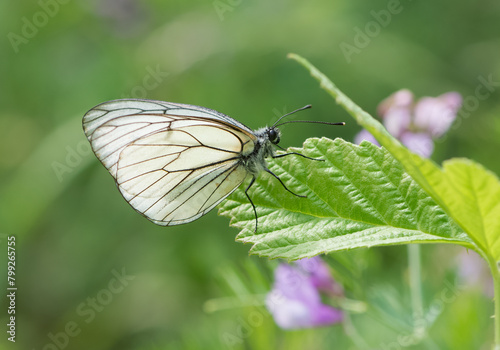 Photos of various spotted butterflies feeding on flowers