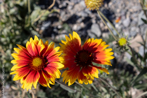 yellow flowers in the road