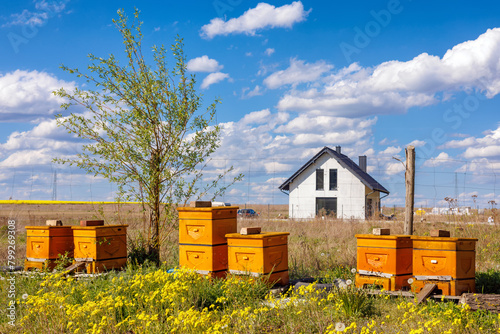Six beehives in a meadow with a house in the background.