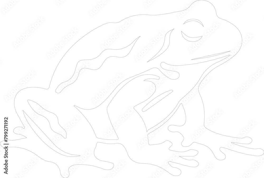 amphibian outline amphibian outline