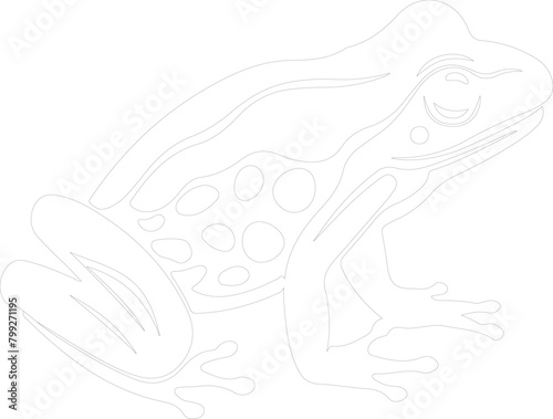 amphibian outline