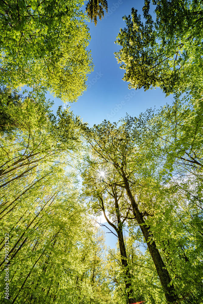 a view up into the trees direction sky - sustainability picture - stock photo - sunstar a view up into the trees direction sky - sustainability picture - stock photo - sunstar