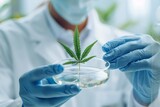 Cannabis leaf, scientist with petri dish, hemp and CBD analysis. Laboratory sample, THC analysis, or closeup scientist study marijuana for clinic trial