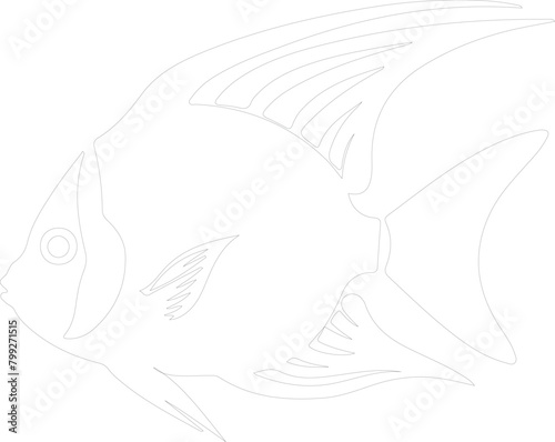 angelfish outline
