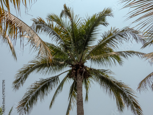 palm tree