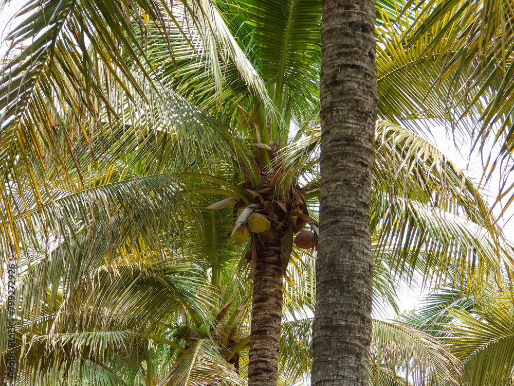 Fototapeta premium palm tree