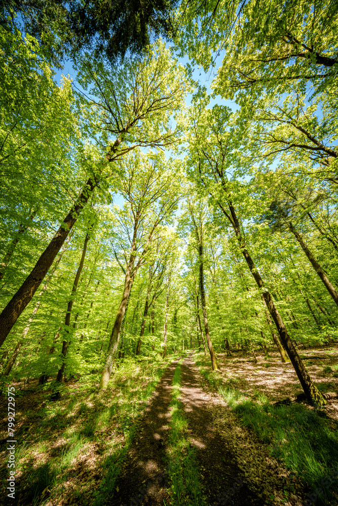 Sunshine filters through trees on woodland path, creating dappled shade - sustainability picture - stock photo - sunstar