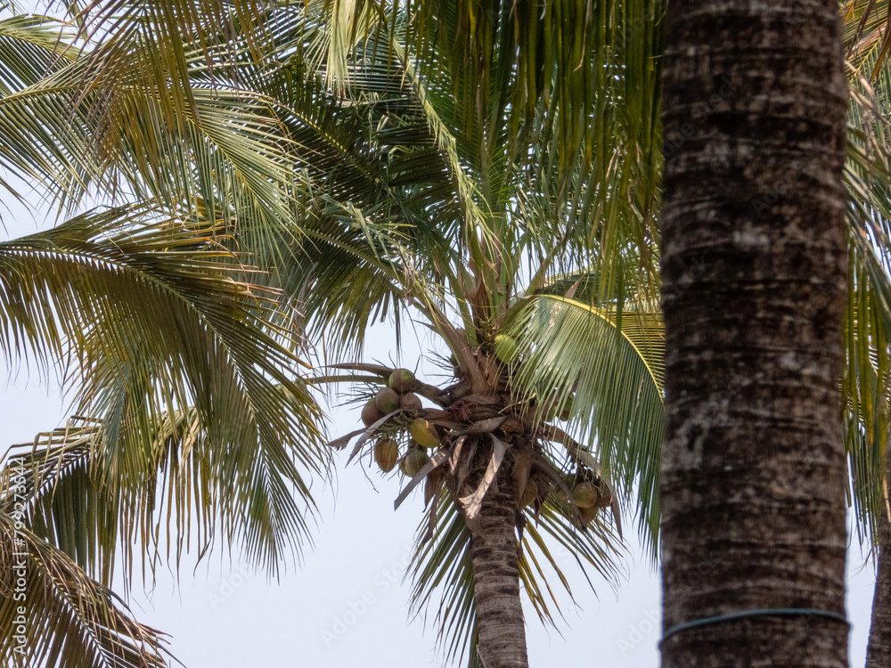 Fototapeta premium palm tree