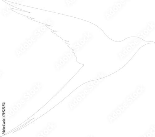 Arctic tern outline
