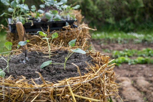 Wallpaper Mural Kartoffelturm im Garten mit Kohlrabi bepflanzen, Gartenarbeit, Jungpflanze eingraben
 Torontodigital.ca