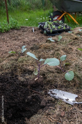 Wallpaper Mural Im Frühjahr Tulpen aus dem Beet entfernen, Frühblüher, Gartenarbeit
 Torontodigital.ca