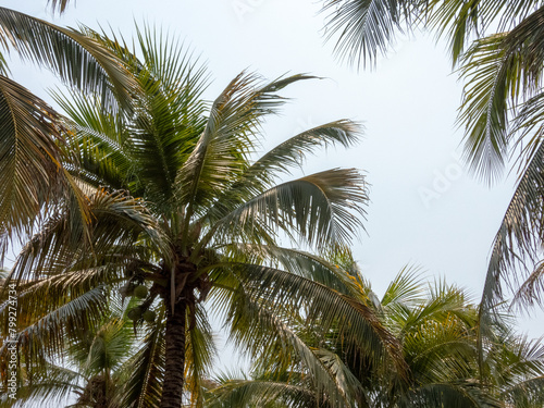 Wallpaper Mural palm tree Torontodigital.ca