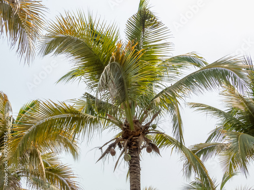 palm tree