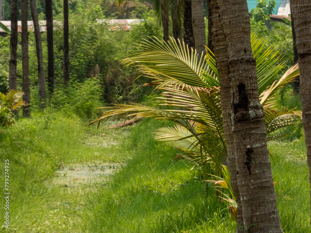 Fototapeta premium palm tree