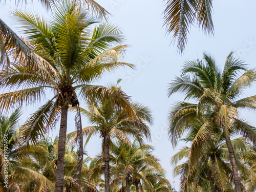 Wallpaper Mural palm tree Torontodigital.ca