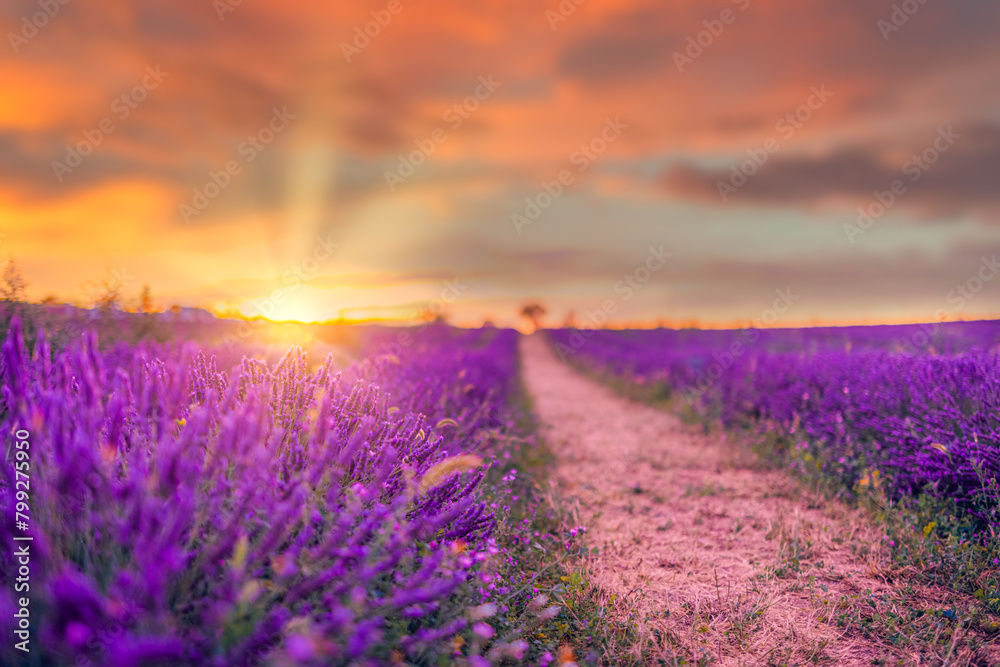 Obraz premium Wonderful nature landscape, amazing sunset scenery with blooming lavender flowers. Moody sky, pastel colors on bright landscape view. Floral panoramic meadow nature in lines with trees and horizon