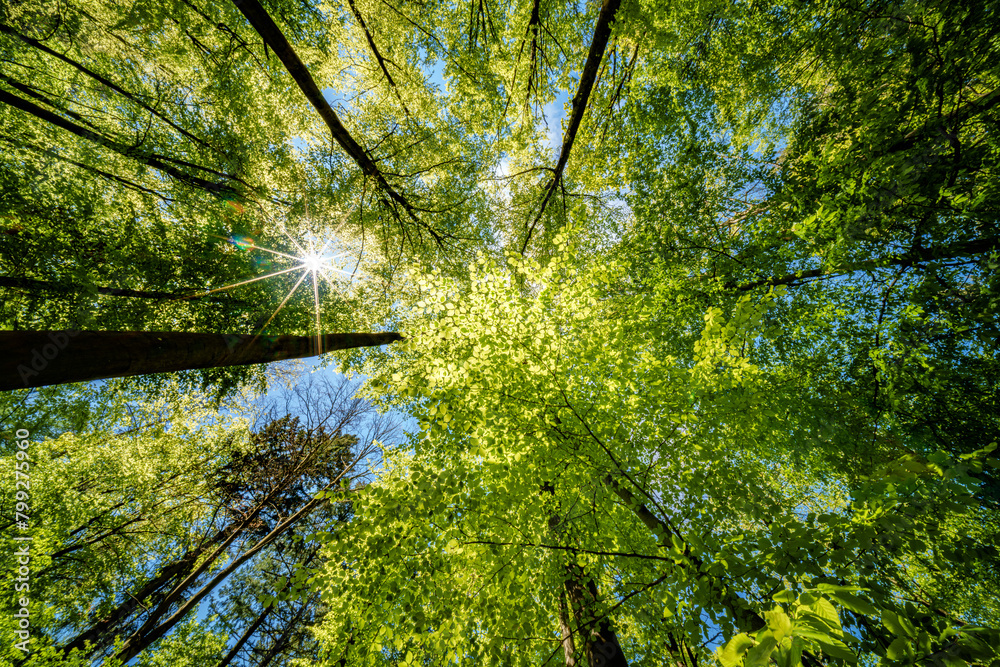 Fototapeta premium a view up into the trees direction sky - sustainability picture - stock photo - sunstar