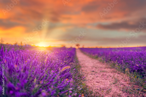 Wonderful nature landscape, amazing sunset scenery with blooming lavender flowers. Moody sky, pastel colors on bright landscape view. Floral panoramic meadow nature in lines with trees and horizon © icemanphotos