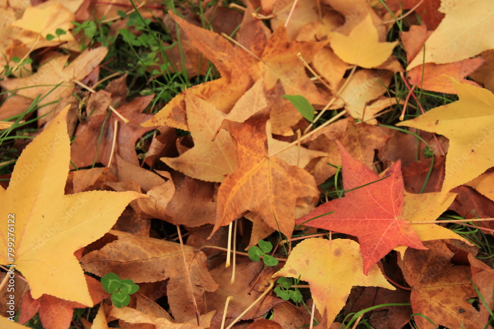 autumn leaves on the ground autumn leaves on the ground