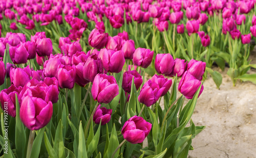 There are many bright pink tulips on the field. A perfect display of natures beauty and diversity, flower business, floriculture, flowers for holidays, nature