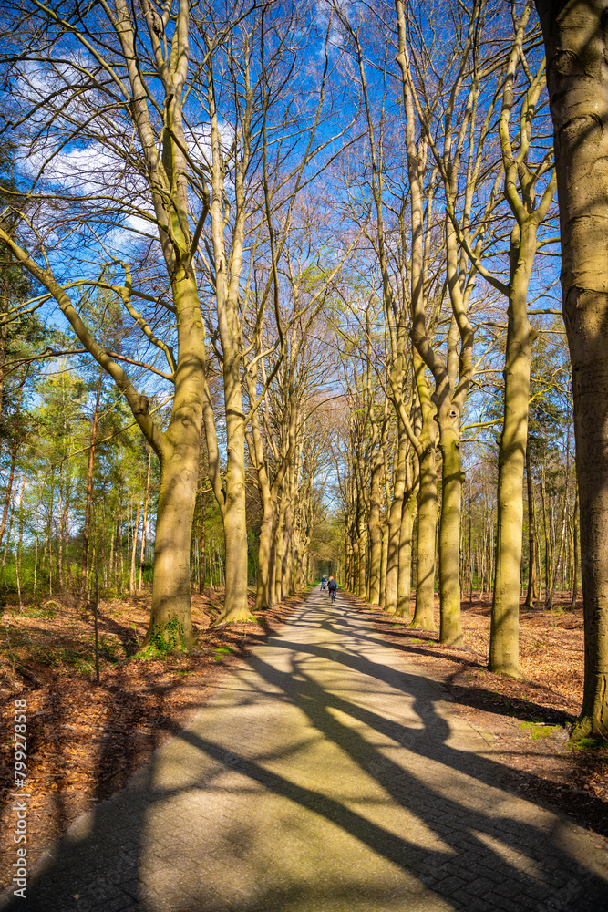 Fototapeta premium Road with bare trees in the park of a country manor in the north of the Netherlands on a sunny spring day, the trees casting long shadows