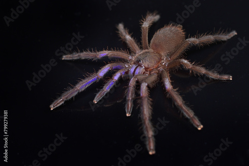 Closeup picture of the electric blue tarantula Chilobrachys natanicharum, a newly discovered spider species from Thailand, photographed on black background.