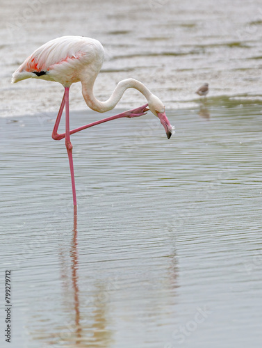 Flamimgos, Fuente de Piedra Lagoon