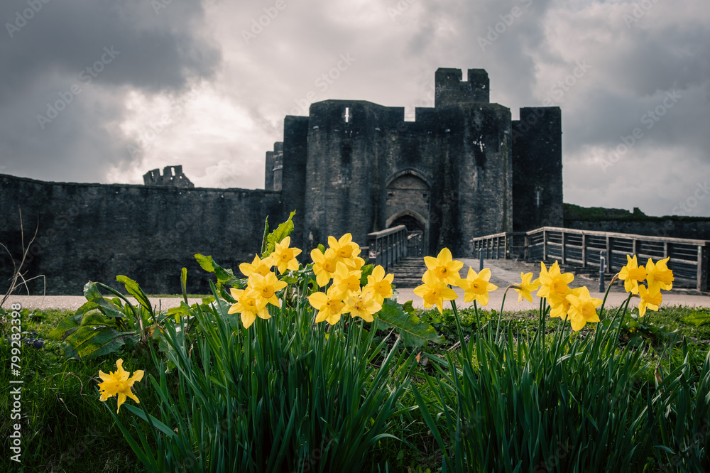 Daffodils in Welsh Castle