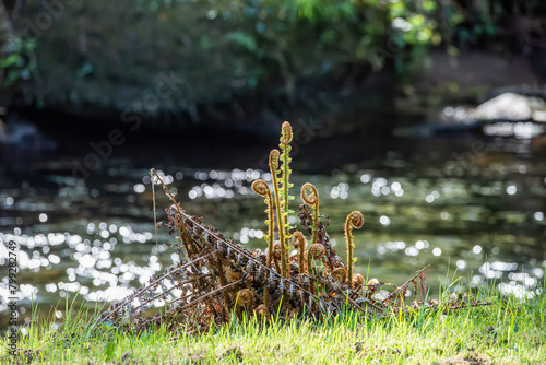 Fern opening