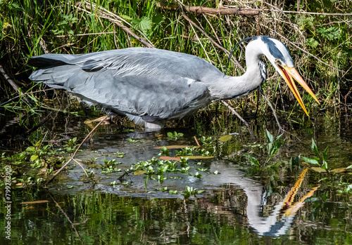 Heron
