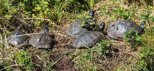 turtle on the grass