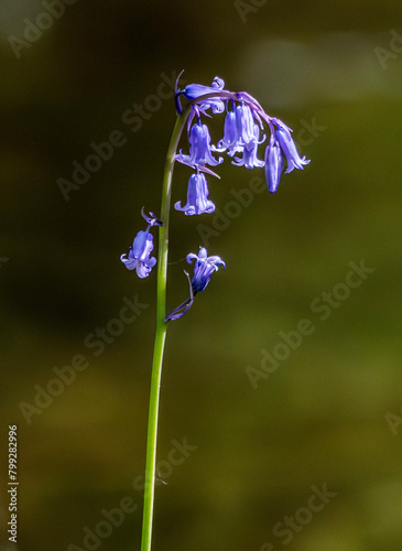 forget me not