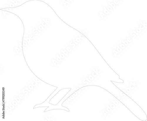 blackbird outline